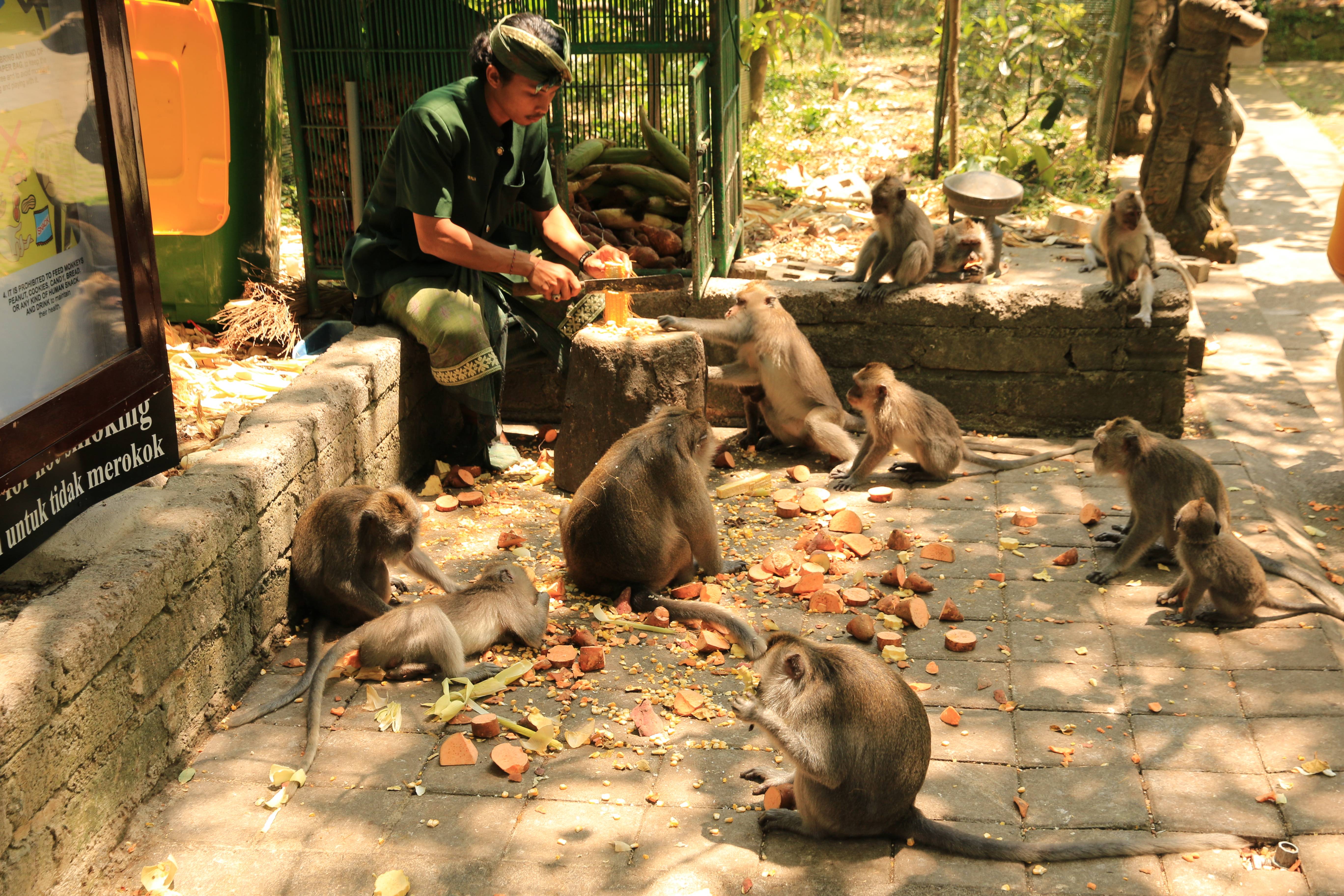 Ubud monkeys